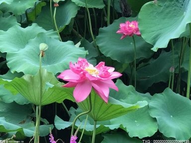 加拿大四大艺术院校介绍