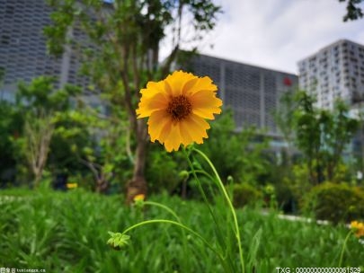 专科护士留学去哪些国家门槛较低